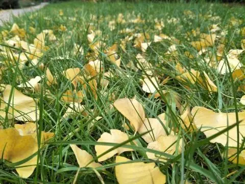古代公主的幕僚是干什么的？-阿灿说钱