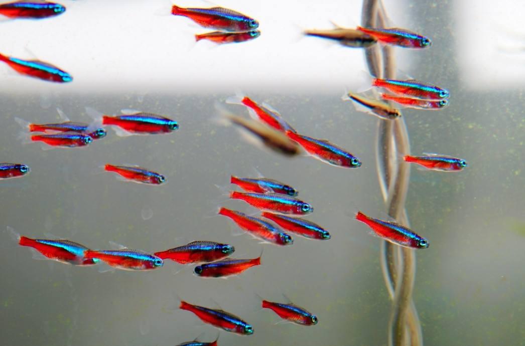 观赏鱼批发市场进货渠道：水族馆都是在哪进货的？