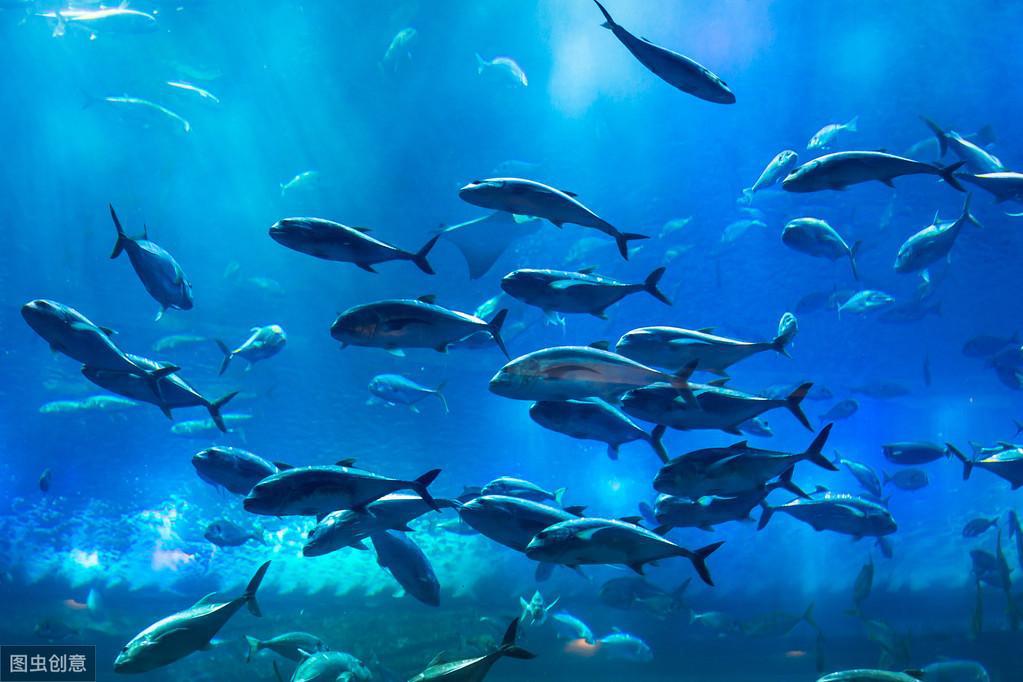 观赏鱼批发市场进货渠道：水族馆都是在哪进货的？-阿灿说钱