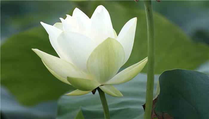 四叶菡萏是什么花（四叶菡萏属于哪种植物）