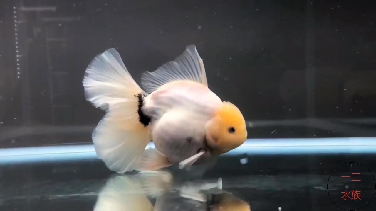 观赏鱼批发市场进货渠道：水族馆都是在哪进货的？