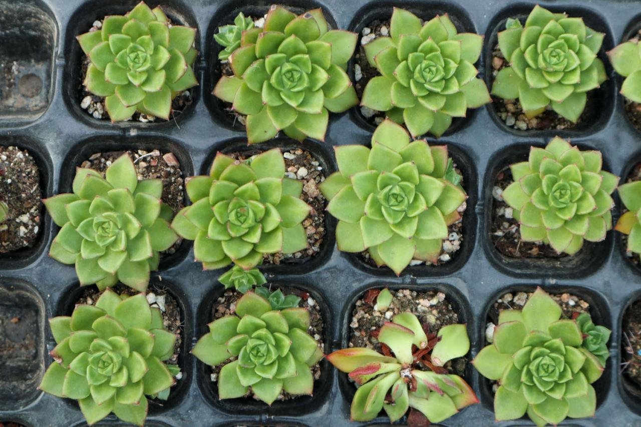 多肉植物的养殖方法和注意事项有哪些