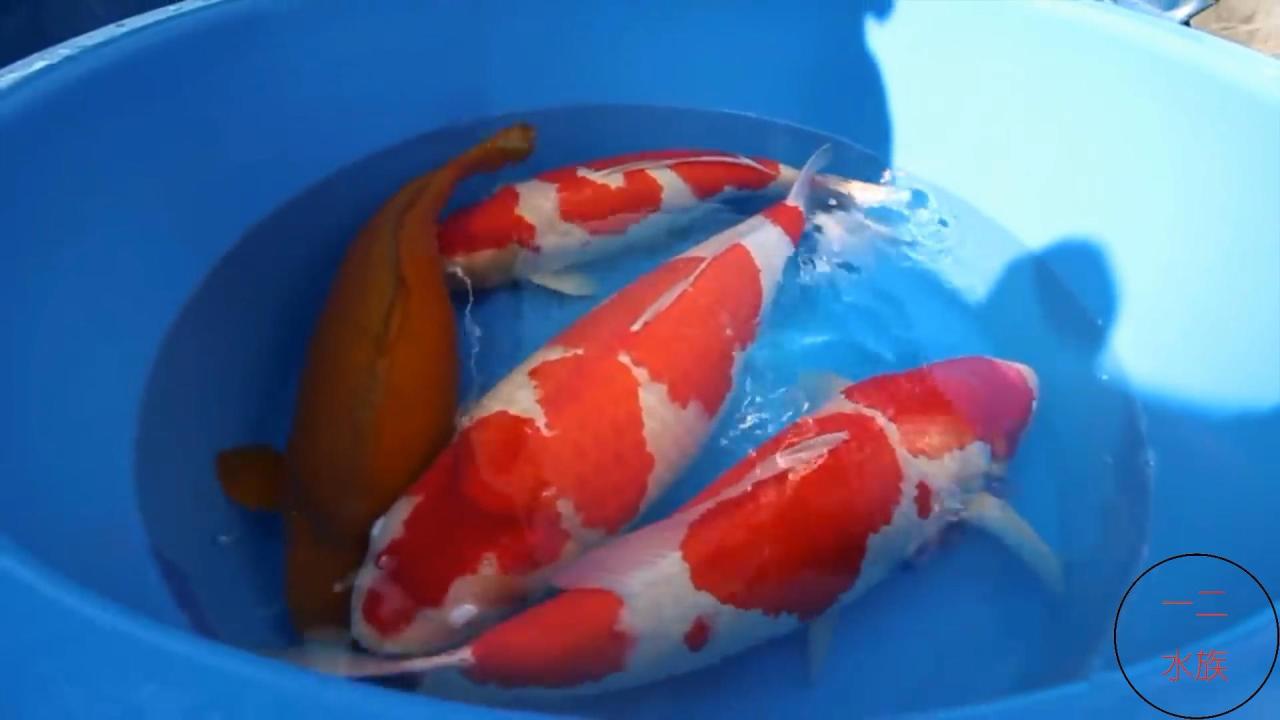 观赏鱼批发市场进货渠道：水族馆都是在哪进货的？
