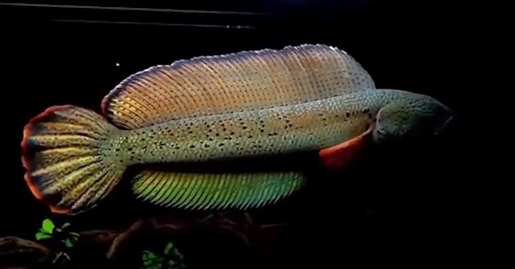 观赏鱼批发市场进货渠道：水族馆都是在哪进货的？