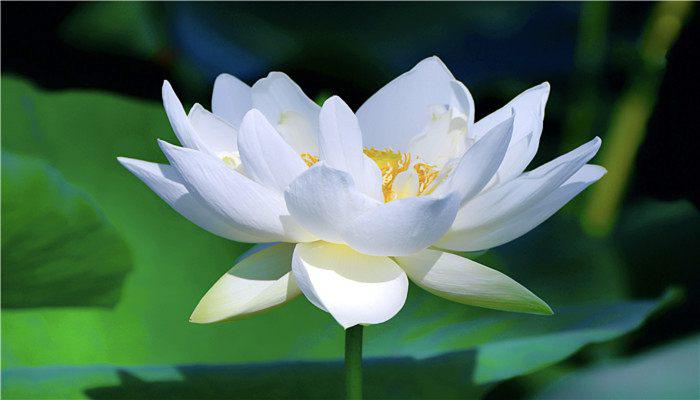 四叶菡萏是什么花 四叶菡萏是指哪种花