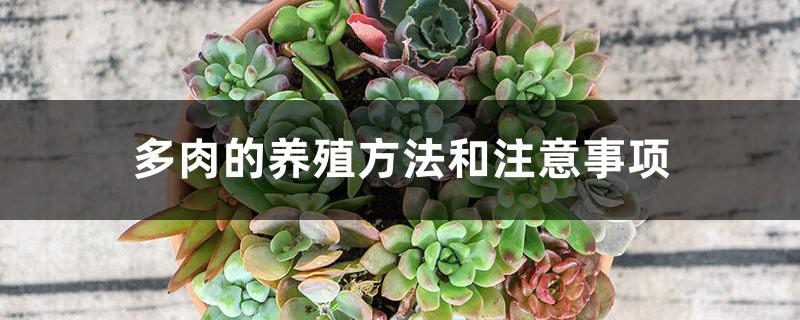 多肉植物的养殖方法和注意事项有哪些-阿灿说钱
