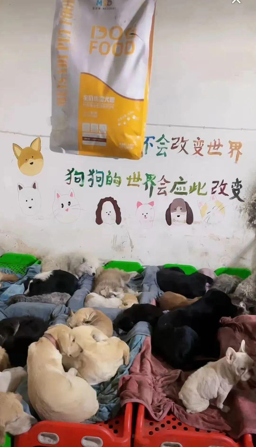 抖音宠物直播，不用露脸，不用话术，靠打赏日入1000+-阿灿说钱