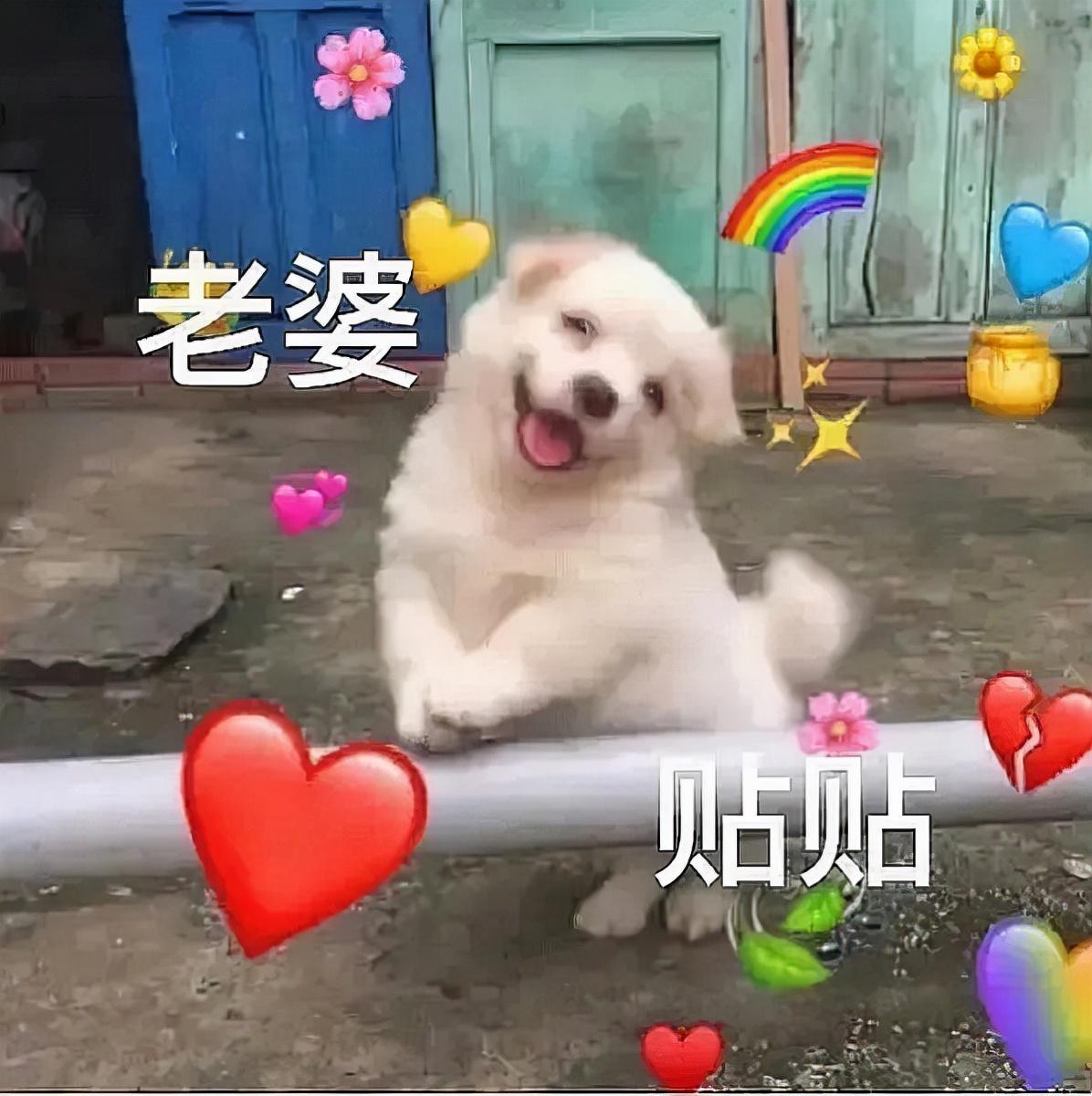 贴贴是什么意思,“贴贴”什么梗? 贴贴是什么意思,“贴贴”什么梗?