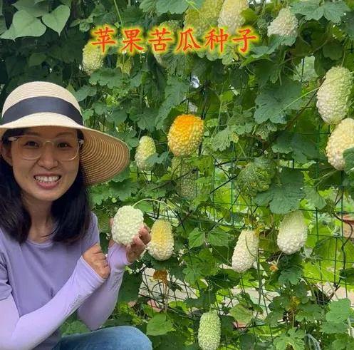 图片[1]-一亩可以赚100000，农村种植业：苹果苦瓜，尝一尝营养美味又减肥！-阿灿说钱