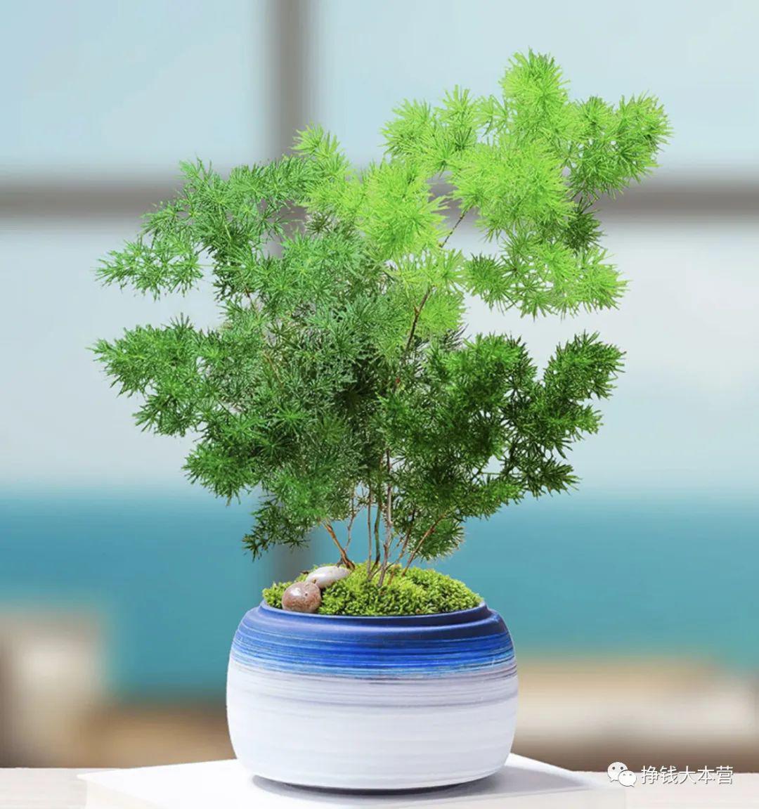 图片[5]-2023高考季，送花祝福成风潮！摆摊卖花赚钱攻略！-阿灿说钱