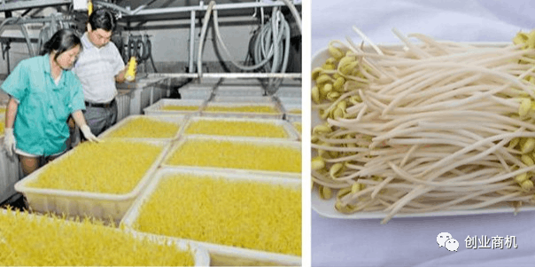 图片[1]-农村创业致富新契机：豆芽加工作坊投资少回报好，市场前景广阔-阿灿说钱