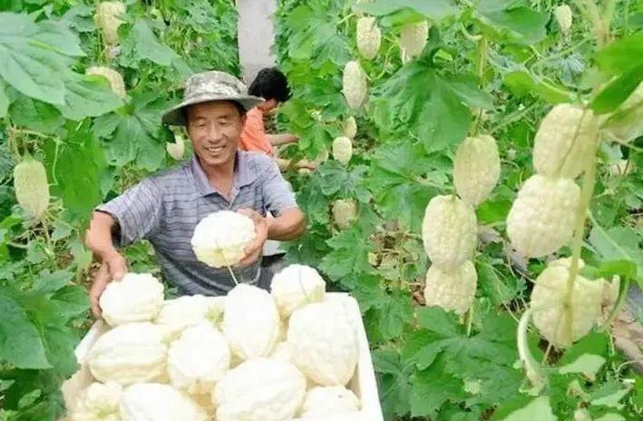 图片[3]-一亩可以赚100000，农村种植业：苹果苦瓜，尝一尝营养美味又减肥！-阿灿说钱