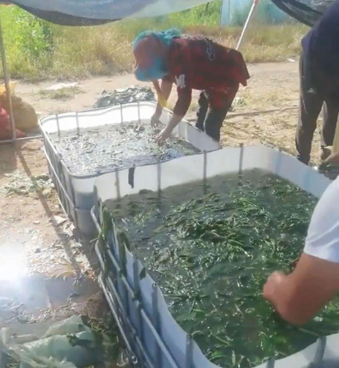 图片[2]-又一农村新型暴利赚钱项目，一季度赚35万，销路不担心！-阿灿说钱