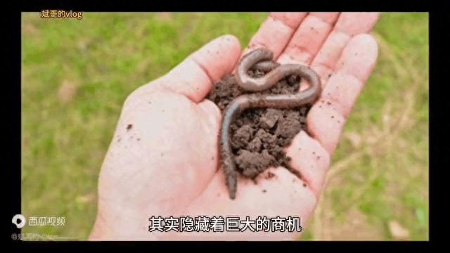 蚯蚓养殖每亩需要投资多少钱 蚯蚓养殖利润分析 蚯蚓养殖每亩需要投资多少钱 蚯蚓养殖利润分析
