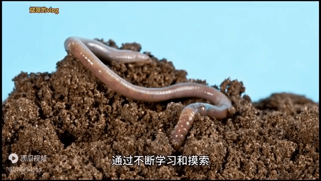 蚯蚓养殖每亩需要投资多少钱 蚯蚓养殖利润分析 蚯蚓养殖每亩需要投资多少钱 蚯蚓养殖利润分析