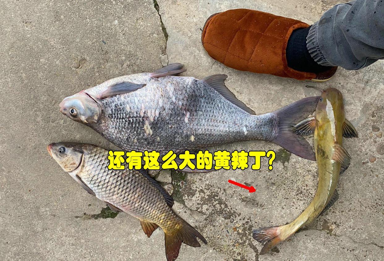 黄辣丁多少钱一斤，网友：120元卖给我-阿灿说钱