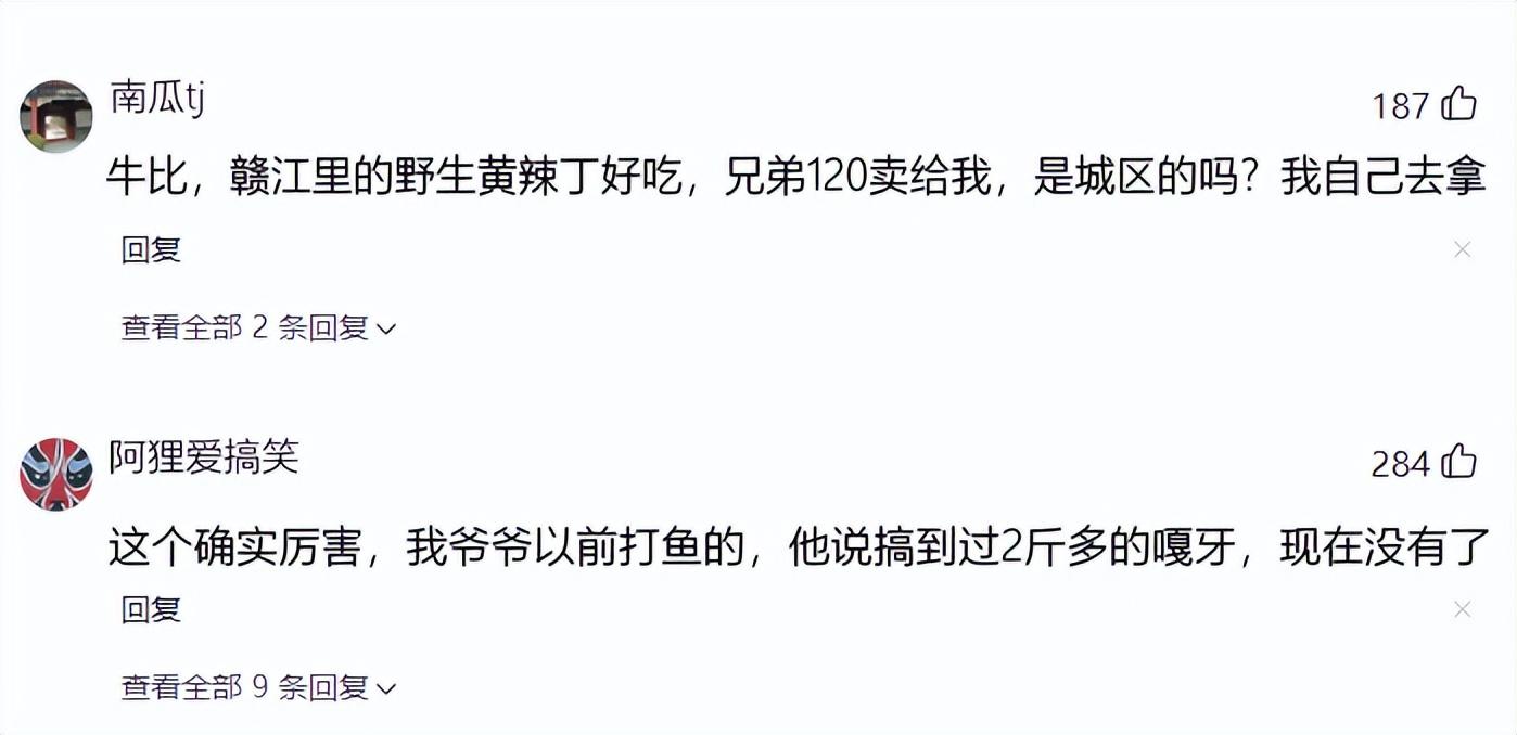 黄辣丁多少钱一斤，网友：120元卖给我