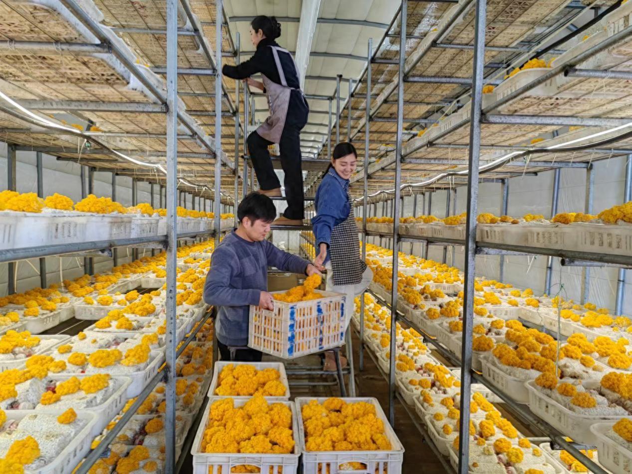 金耳菌多少钱一斤2024年价格：小蘑菇成农民致富“金疙瘩”-阿灿说钱