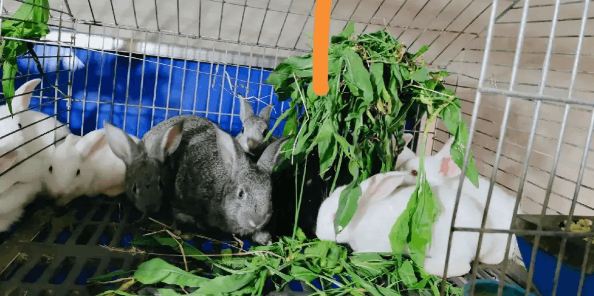 图片[6]-牧场养什么最挣钱 如果想办养殖场养什么比较赚钱？-阿灿说钱
