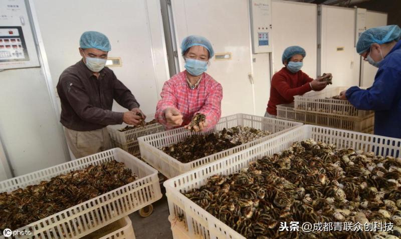 鹌鹑鸟市场价多少元一只？鹌鹑养殖前景如何？-阿灿说钱