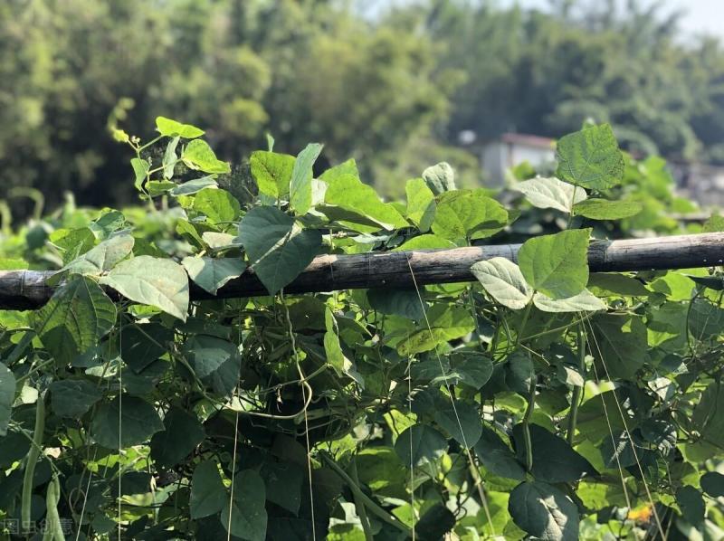 豆角亩产多少斤？怎么管理才能高产？