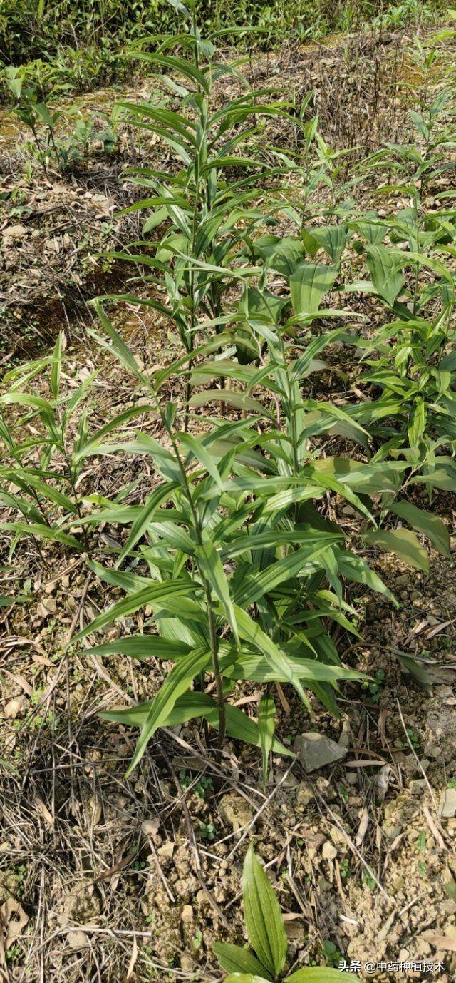 黄精种植技术亩产利润？多花姜型黄精，亩产值可达十万元